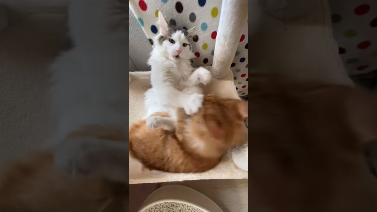 グルーミングからニャンプロに発展　#shorts  #ノルウェージャンフォレストキャット  #子猫
