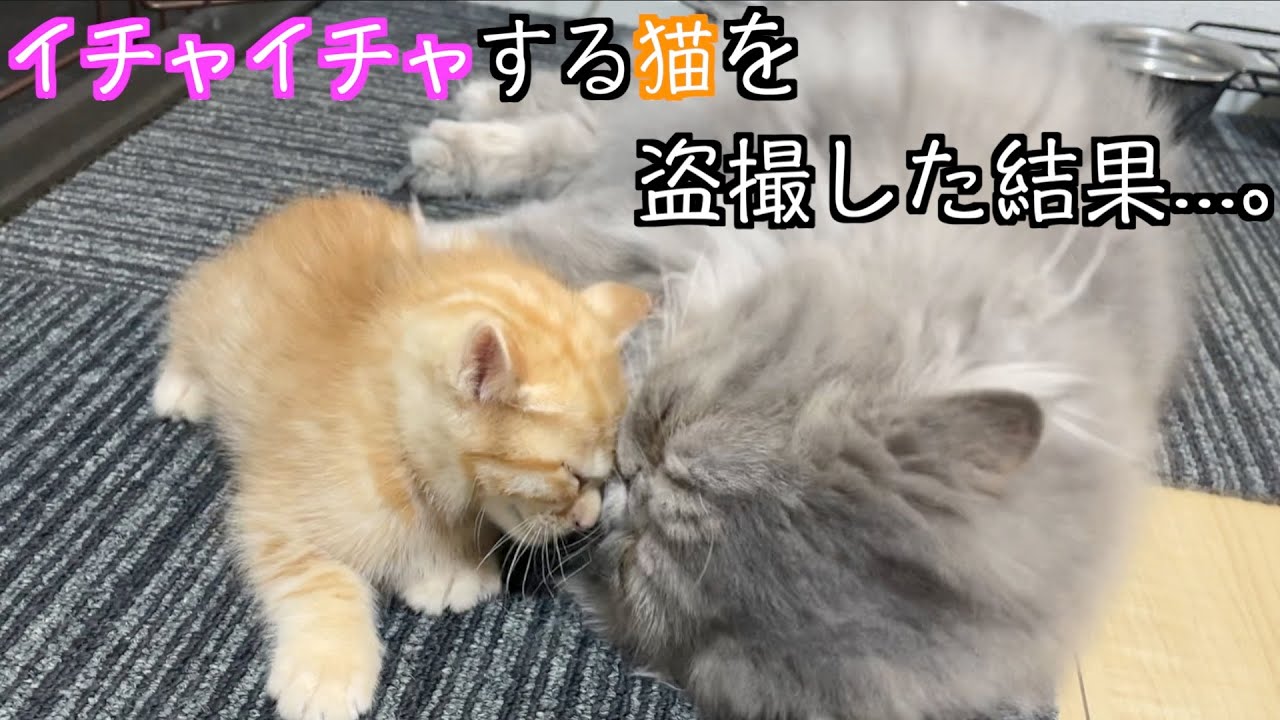 子猫と先住猫がイチャイチャしてたので盗撮したら怒られました。。#shorts