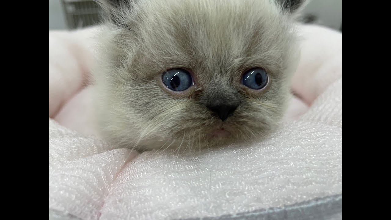 ヒマラヤンちゃん