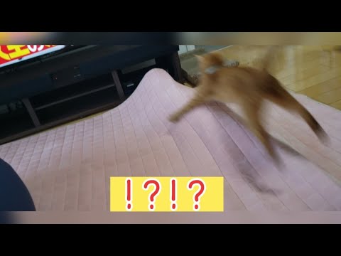 荒ぶるはるひ！！【茶トラ＆トンキニーズ】