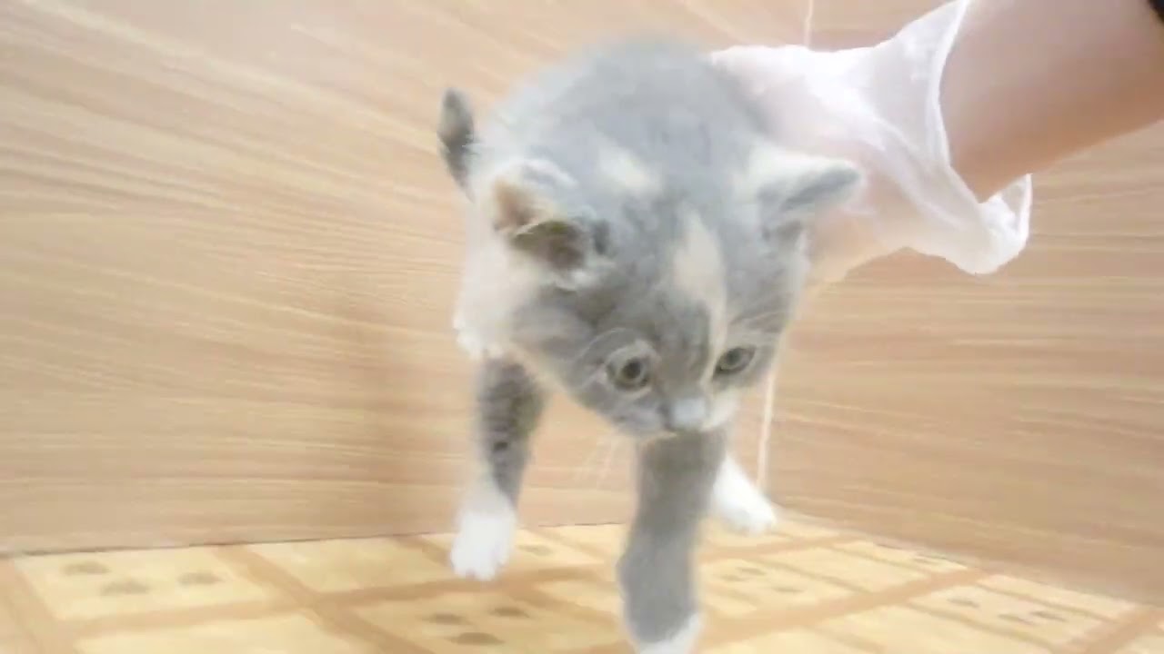 Coo&RIKU　No00630518 ブリティッシュショートヘアー