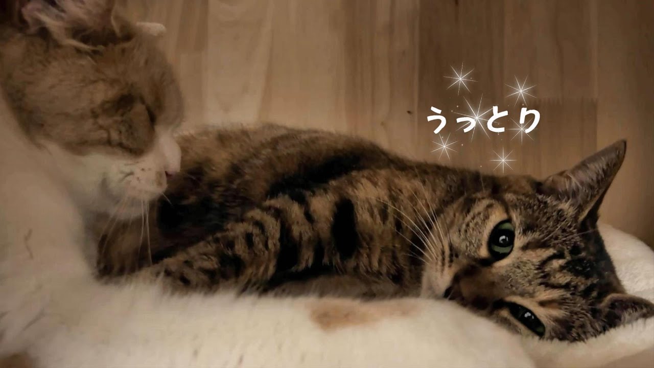 大好きな兄猫に毛づくろいされて幸せいっぱいのりんちゃん　719話