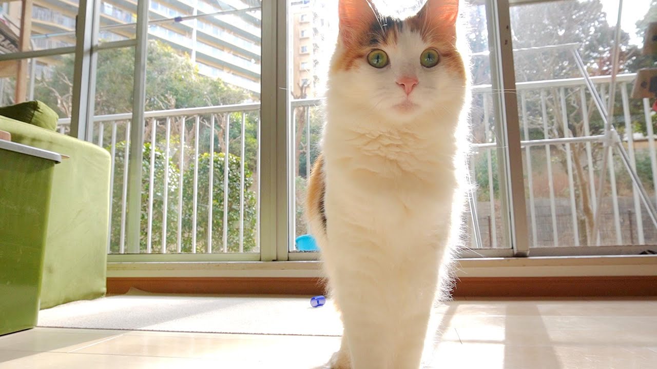 猫がズンズン近づいてくるのが嬉しいのです【ノルウェージャンフォレストキャット】