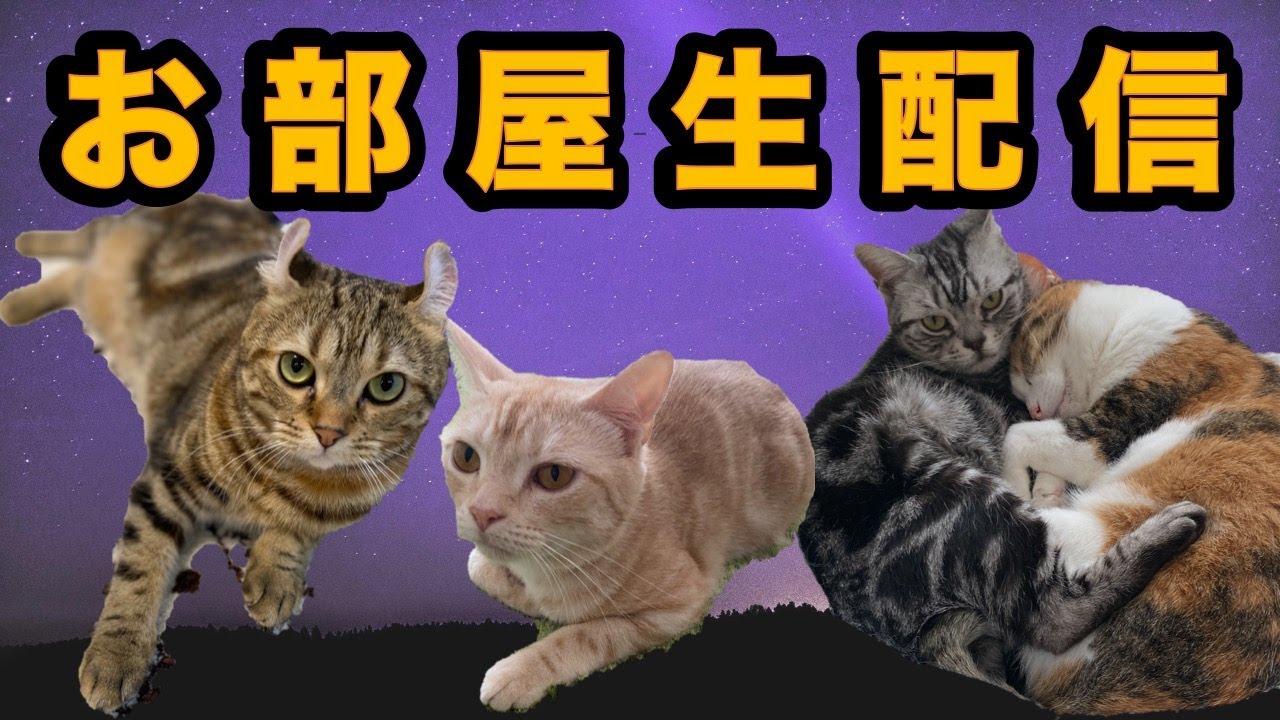 ねこルーム みまもり生配信【CAT LIVE】