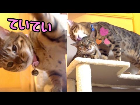 猫パンチリンちゃんとファザコンリンちゃん