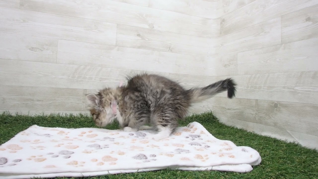 Coo&RIKU　No00630590 ノルウェージャン・フォレストキャット