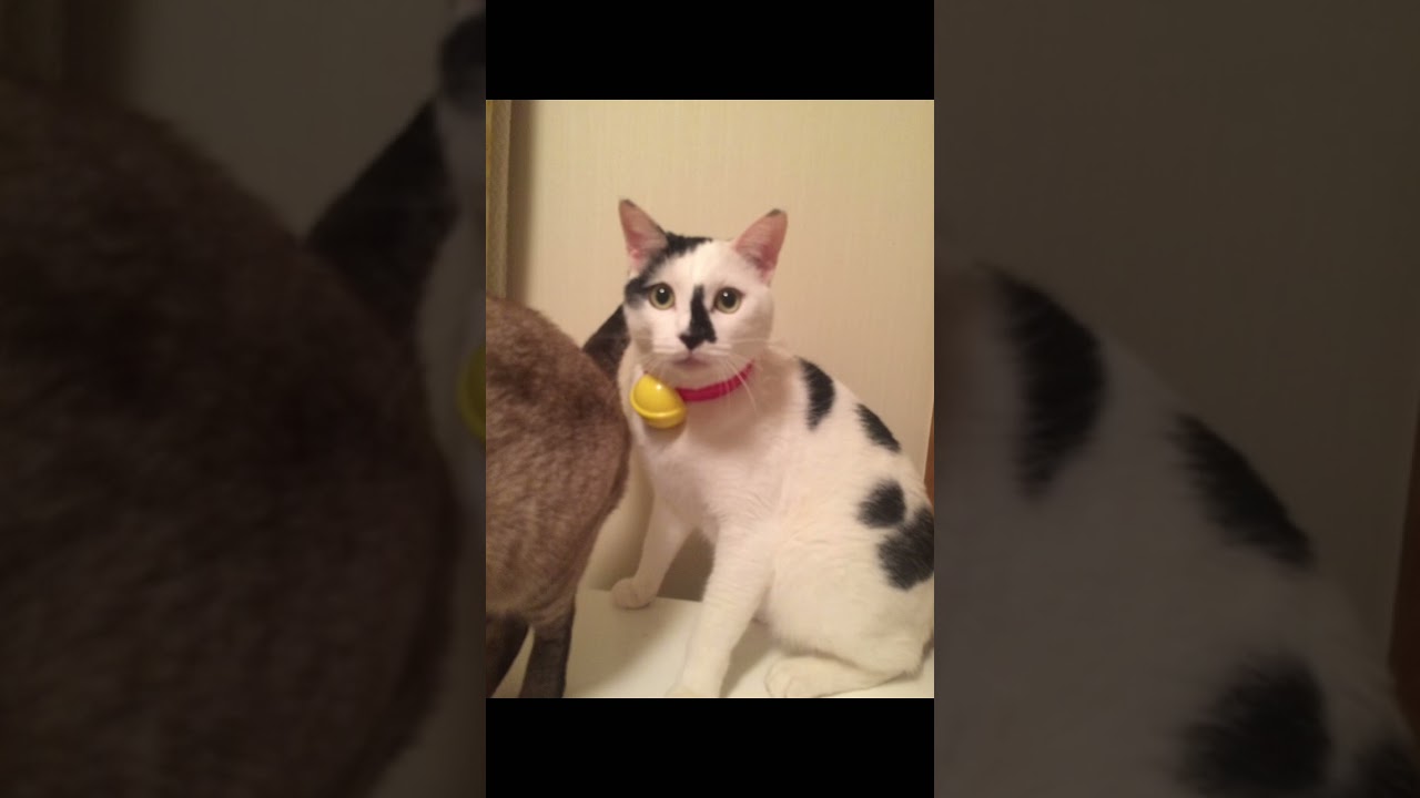 もうちゃんかわいい集#野良猫#保護猫#日本猫