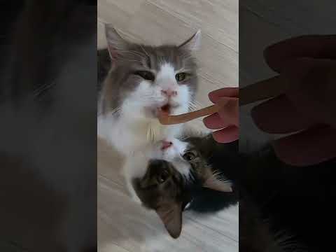 猫の師弟関係メインクーンの師匠がおやつタイムは弟子は横で順番待ち（保護猫カフェキャットスペース）中崎町