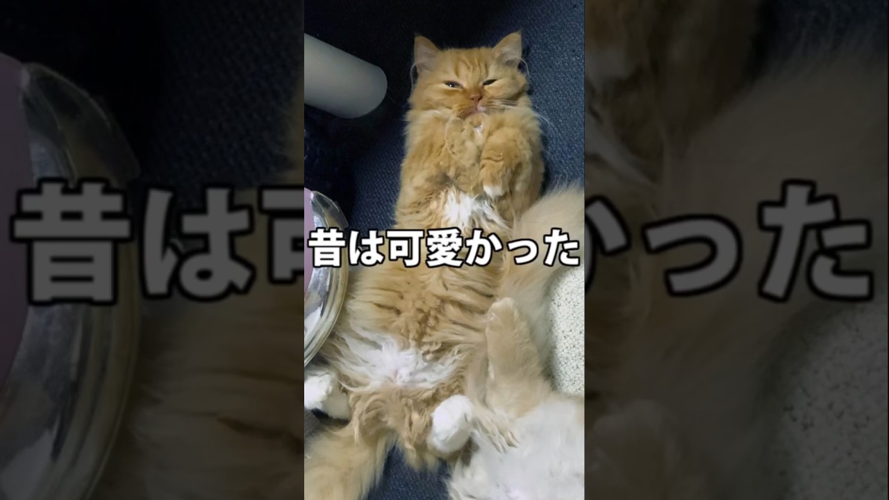やられました・・スコティッシュフォールド子猫と飼い主との喧嘩ー閃光のハサウェイ