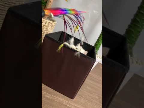 ペルシャ（チンチラ） もふもふペルシャ