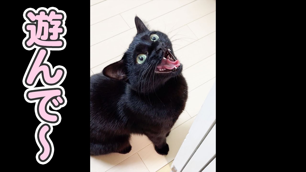 「遊んでっ」と、超大声で叫ぶ猫
