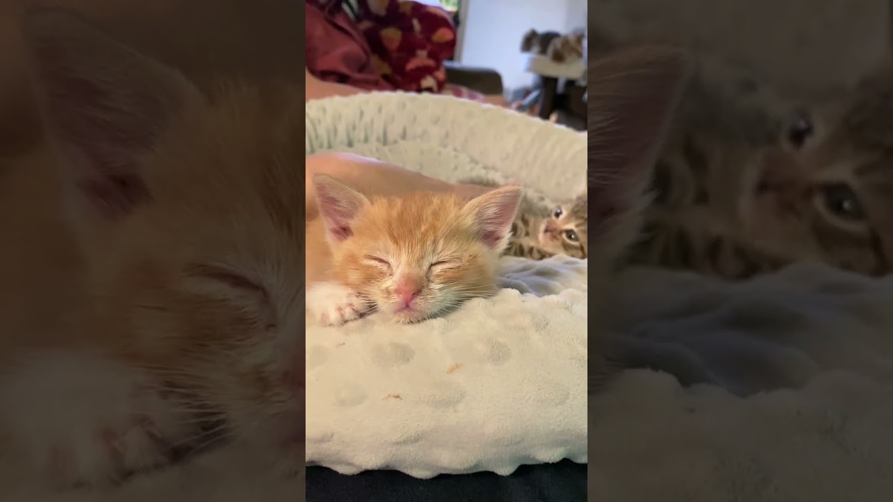 おネムな子猫 その2