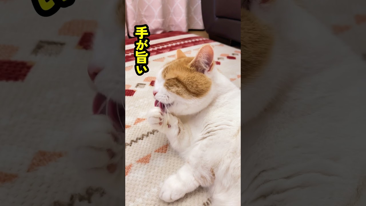 手が旨いし耳はかゆい【短足マンチカン】#680