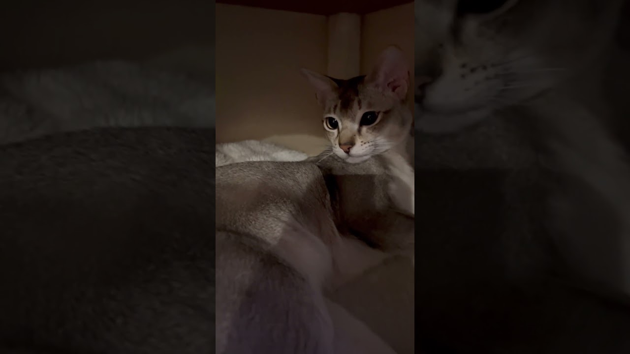 疲れて寝てると思ったら、まだ元気だった弟者