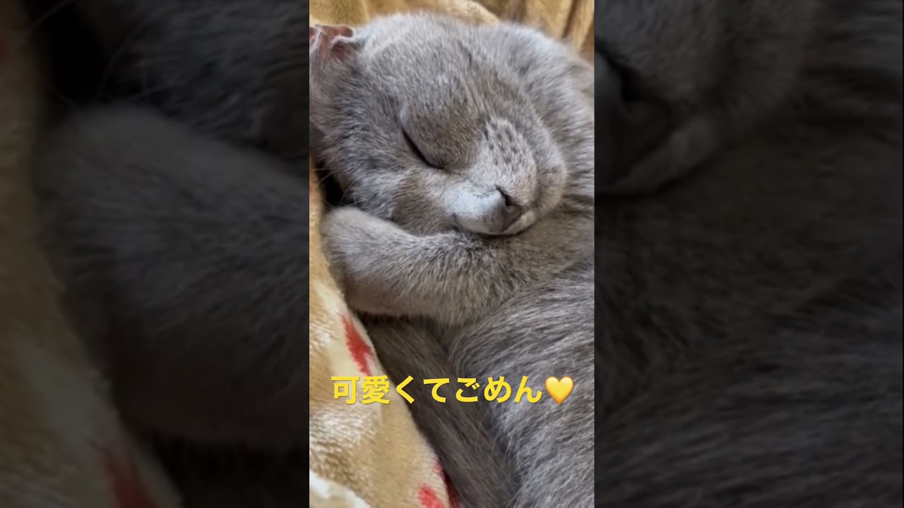 可愛くてごめん💛な猫（ロシアンブルー）#shorts