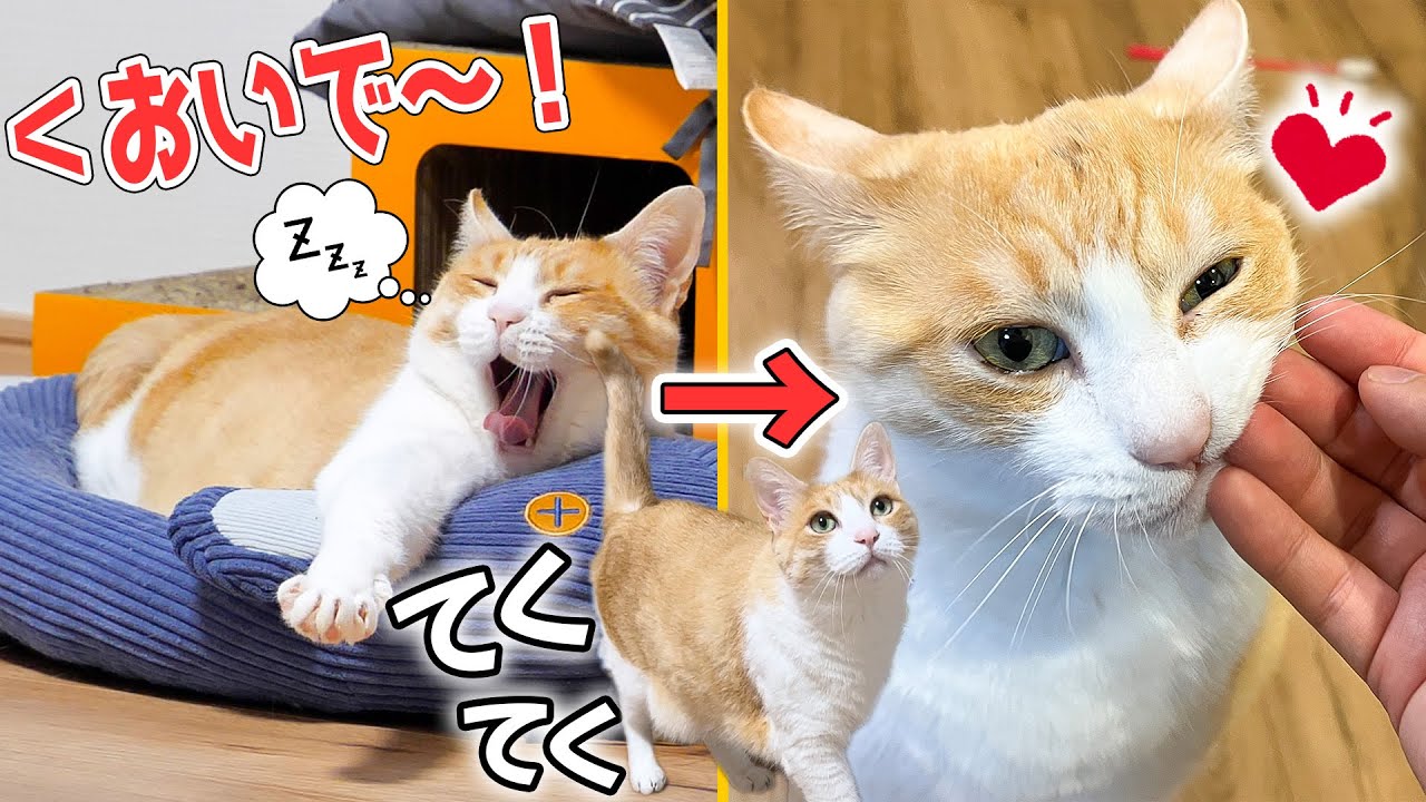 3階で寝ている猫を1階にいる飼い主が呼んだらこうなります。飼い主大好き猫たちの集合速度が異次元すぎましたwww