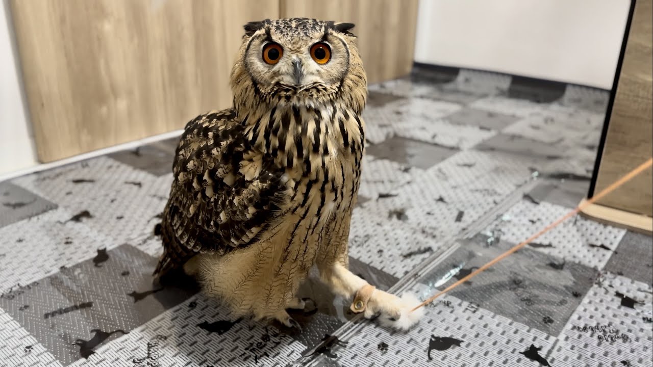 #737 フクロウ好みの猫じゃらし Owl's favorite catnip【ベンガルワシミミズク】