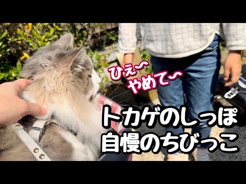 ノルウェージャンフォレストキャット散歩中にトカゲの尻尾を突きつけられた〜‼️