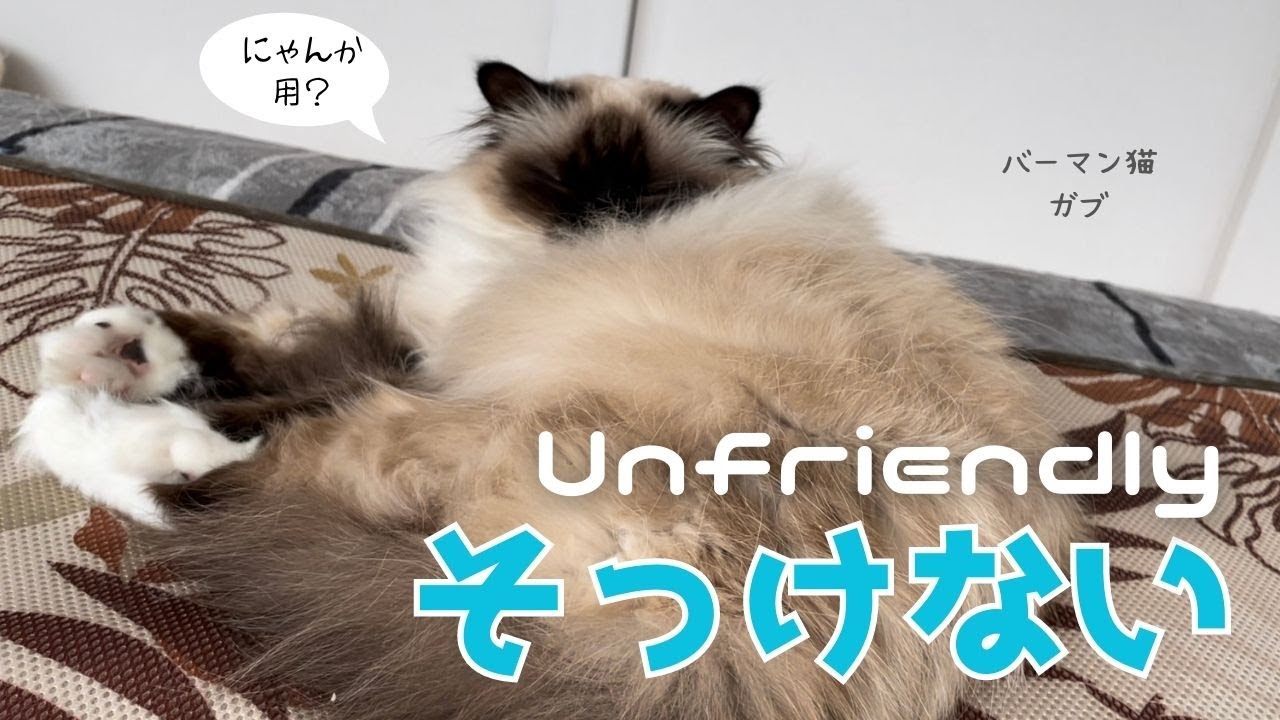 バーマン猫ガブ【そっけない】Unfriendly（バーマン猫）Birman/Cat