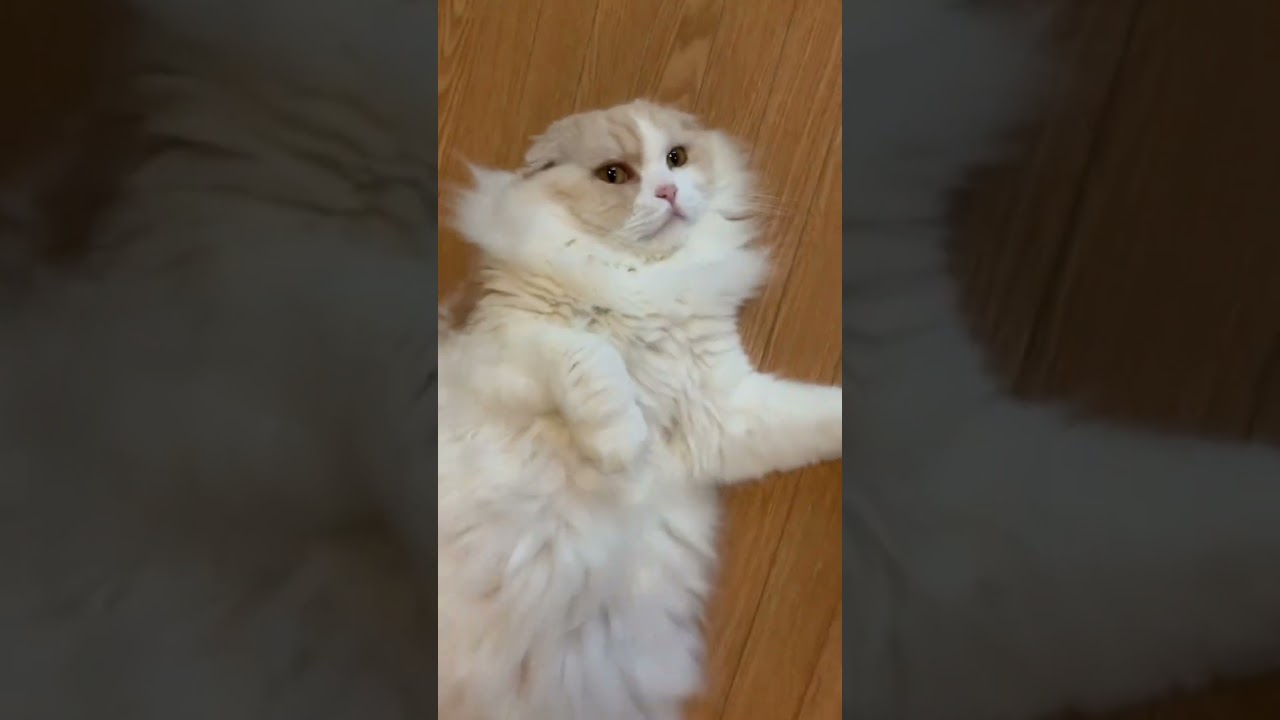 何見てんだよ❗️おい❗️スコティッシュフォールド ヘソ天 もふもふ リラックス 猫癒し動画 猫かわいい動画 猫動画 おっさん猫 落とし物 @minamin.ch.2022