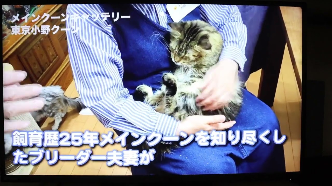 メインクーン日頃のお世話の勉強会