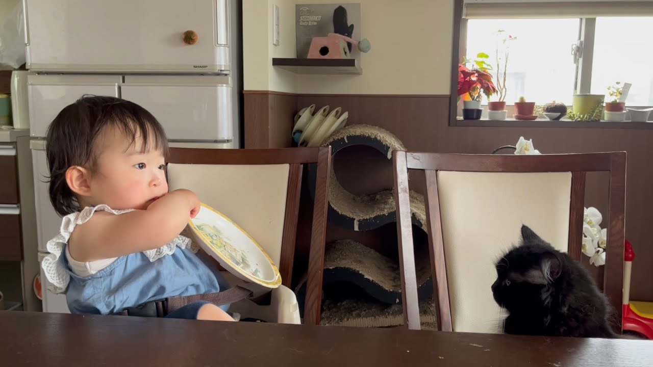 パンケーキへの欲求を止められない赤ちゃんを心配する猫　ラガマフィン　Cat worried about baby's appetite
