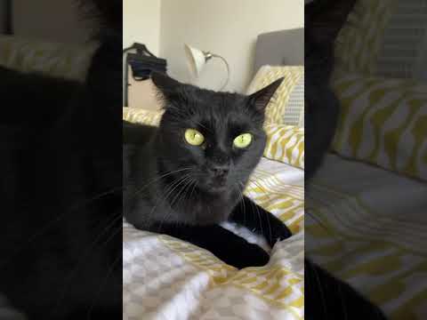 Cute Leia making Chirping Sounds #cat #shorts