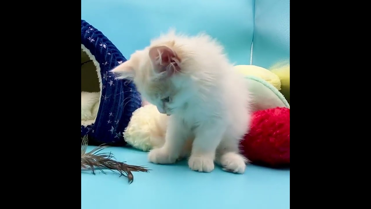 スコティッシュフォールド 大きなおめめでジッと見つめてきます♪ クリーム（ロングヘアー）(立ち耳) ※折れ耳、立ち耳は成長過程で変わる場合もございます