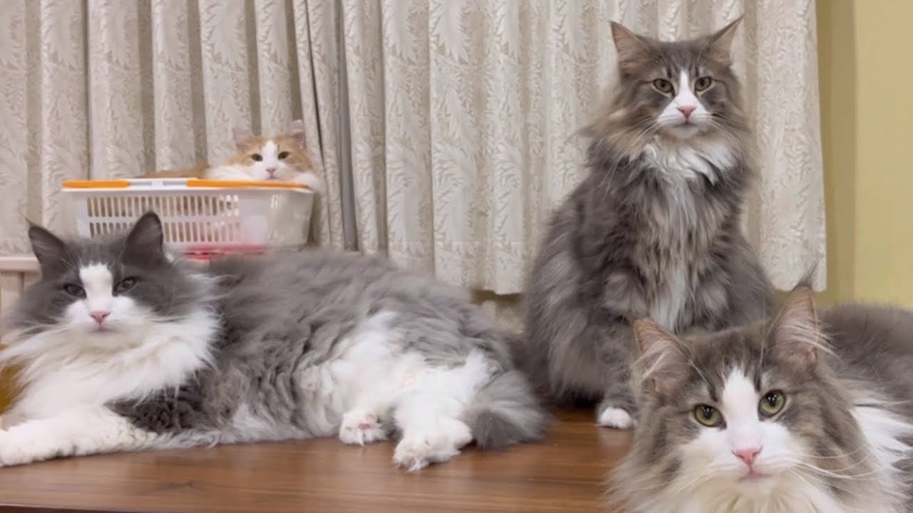 【仲良し❤️】ノルウェージャンフォレストキャットの可愛い日常‼︎‼︎