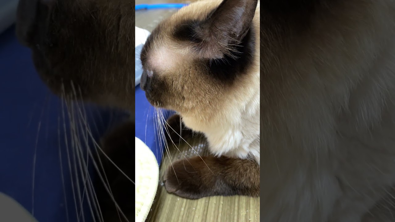 【2023.05.08】今日のシャム猫のふくさん（音無し）【たぬき猫】 #shorts