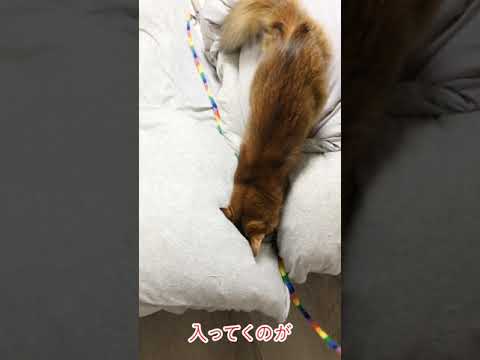 #46　スキマに入るのが気に食わないソマリ