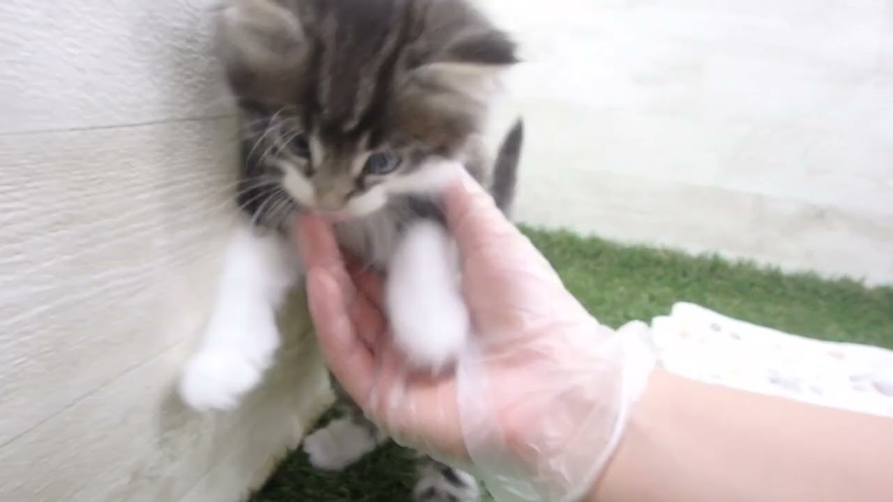 ペットショップcoo&riku No.00632332 ノルウェージャン・フォレストキャット