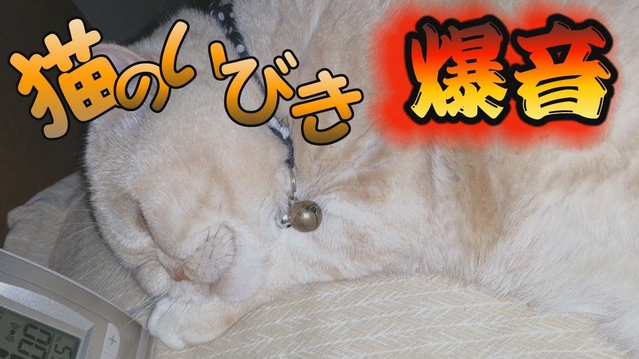 【スコティッシュフォールド】猫のいびきが酷過ぎる！眠れない一夜 爆音＆騒音！【スコネコ日記】