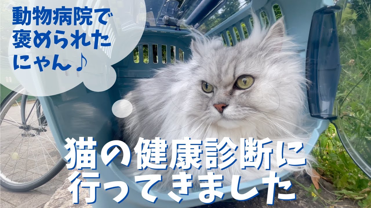 猫の健康診断に行ってきました｜ラガマフィンのラガさん