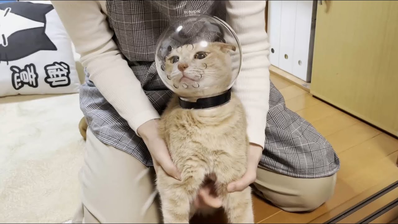 透明カプセルを被るとどんなに怖い猫でも可愛くなります