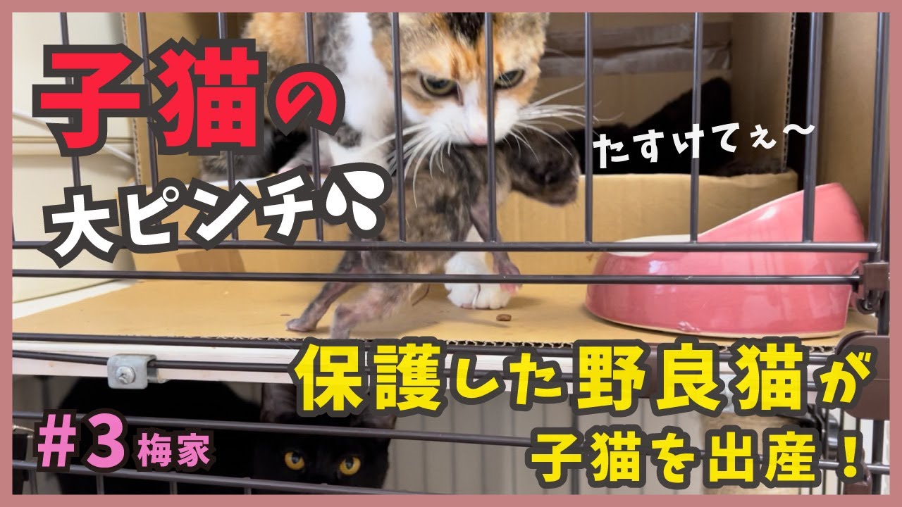 3 生まれたて子猫に一体なにが!? 生後２日目の可愛い赤ちゃん猫たち。【梅家・子猫のわちゃわちゃライフ】