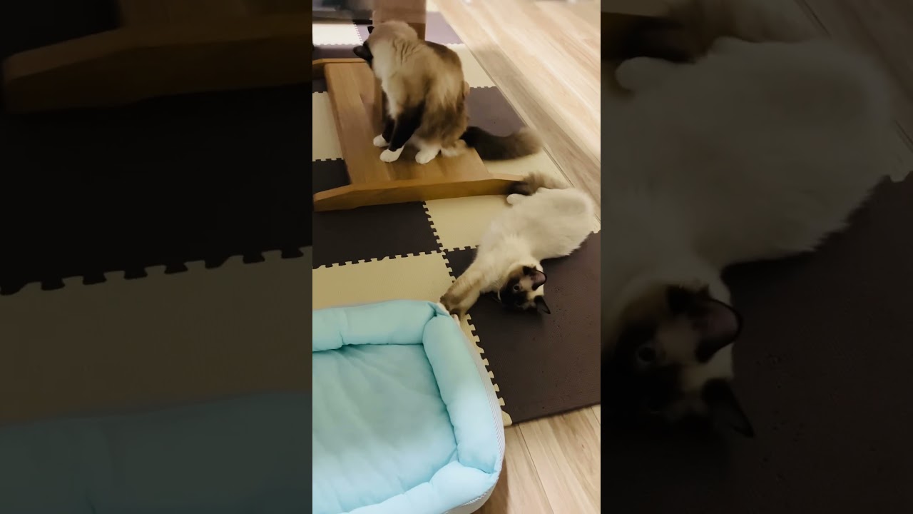 ラグドールの子猫たち #kitten #ragdoll #ねこ #ラグドール #ラグドール子猫 #cat #アライグマ #こねこ #たぬき #ねこのいる生活