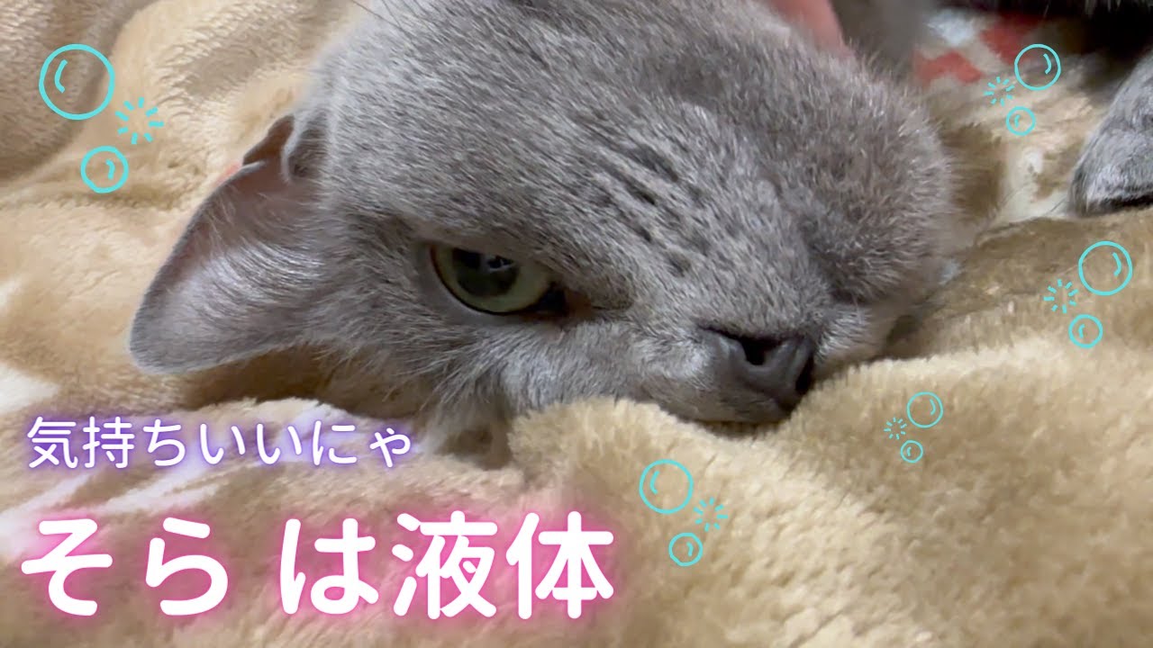 GWの疲れを癒す猫（ロシアンブルー）