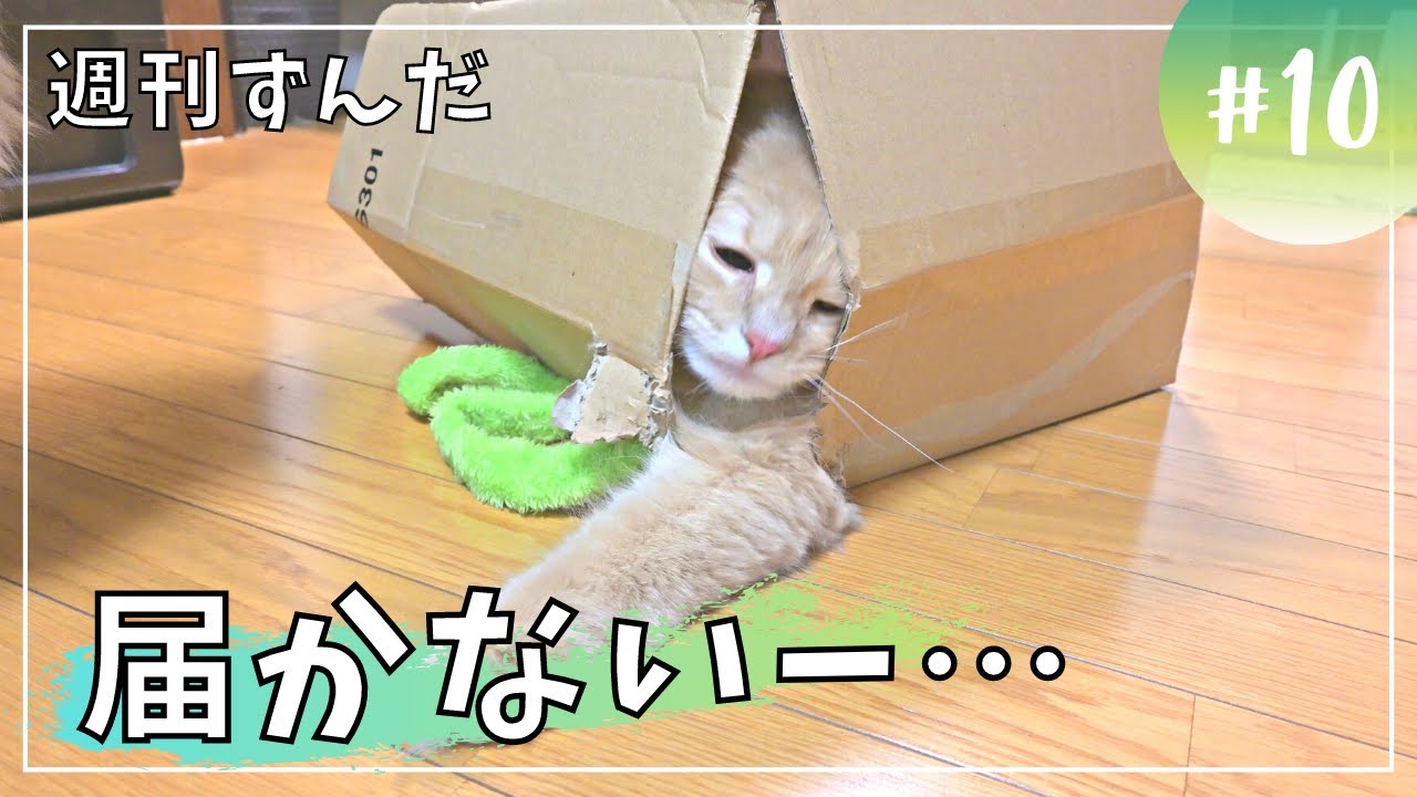 【週刊ずんだ10】おもちゃを引きずり込む猫【サイベリアン】