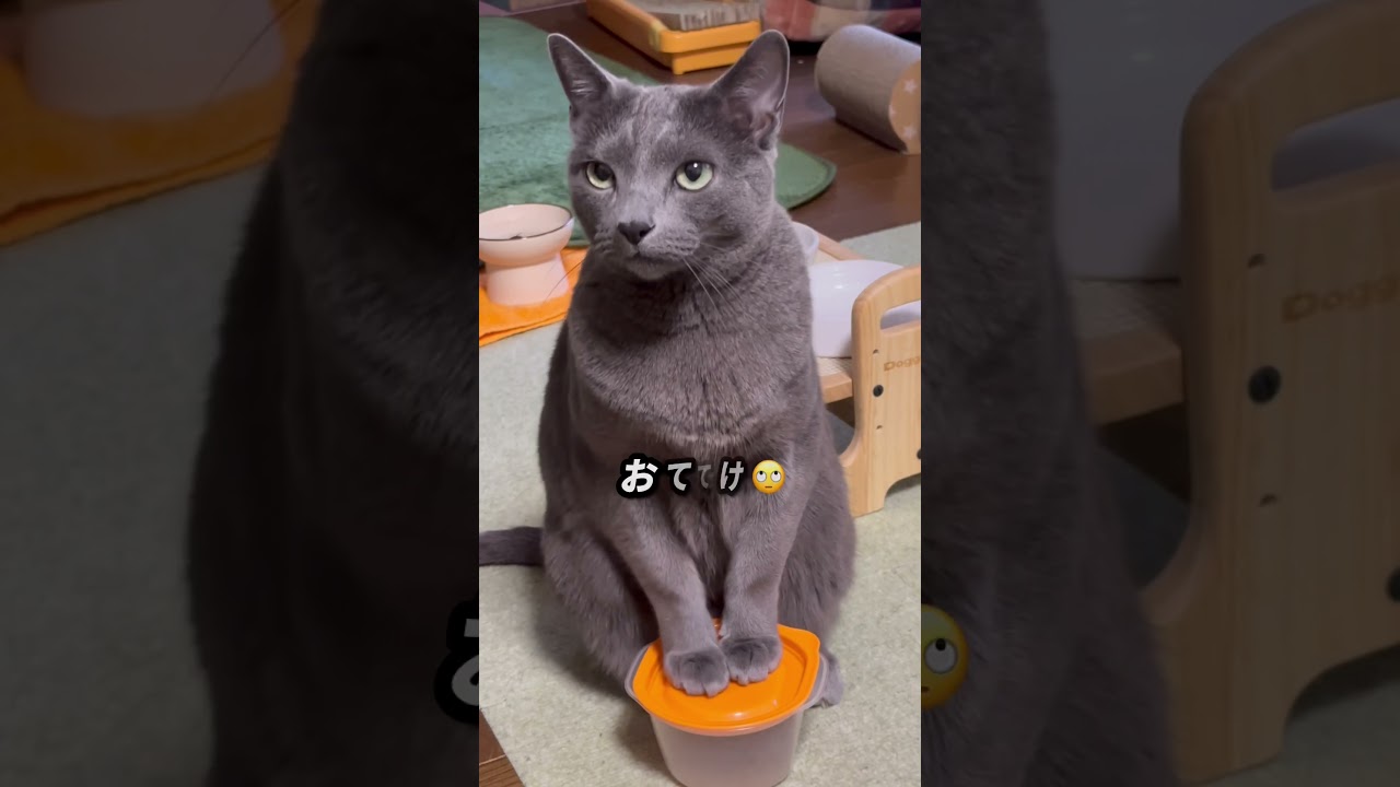 【ロシアンブルー】新しい週の始まり...めろんは元気にスタート😊【猫】#shorts