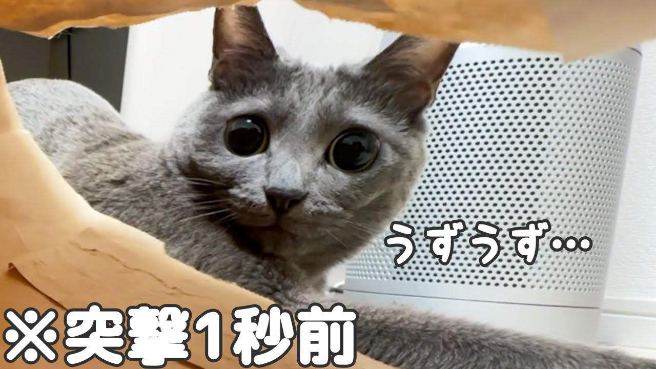 おめめキュルキュルで遊ぶ猫たちが可愛すぎた…！