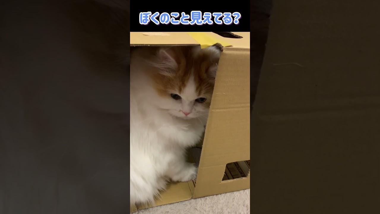 【スコティッシュフォールド】隠れてるらしいです