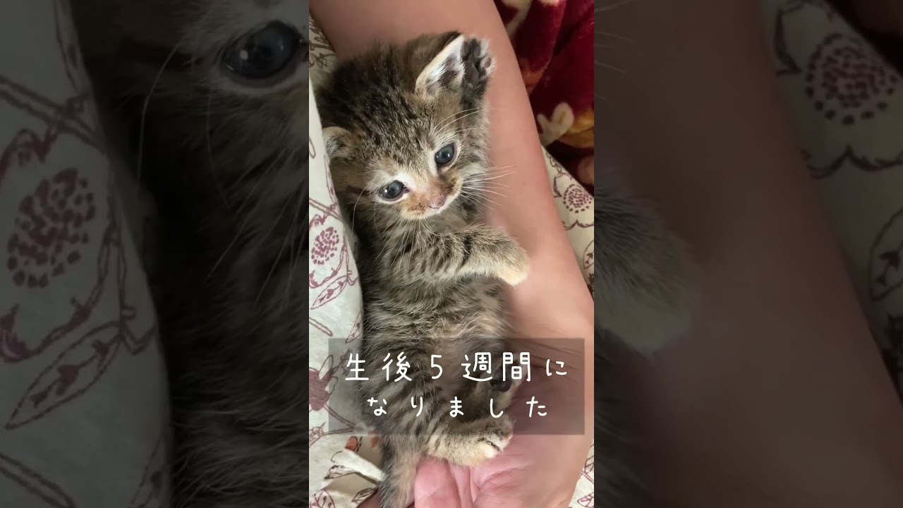 小さな子猫チョコ 生後５週間で222g