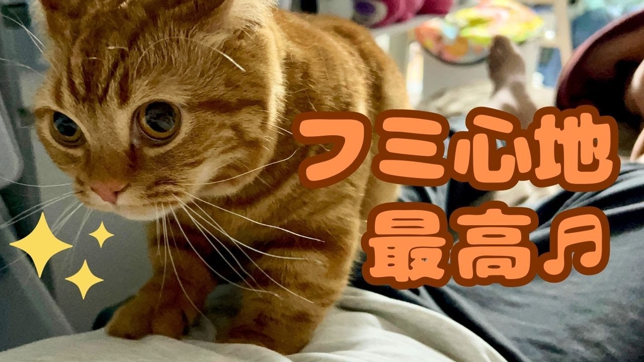 【猫好き必見】短足マンチカンのフミフミがさらに進化しました！