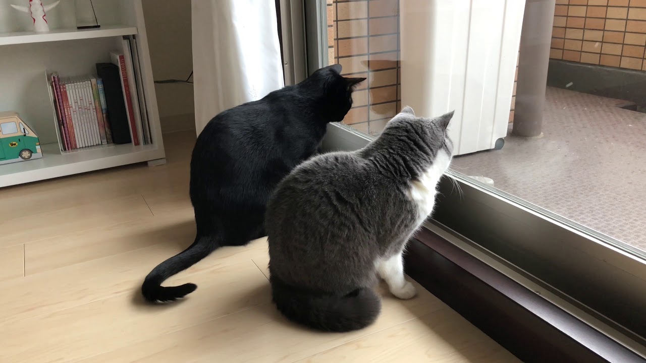 2018/01/26　セルカークレックスの梅子vol.297