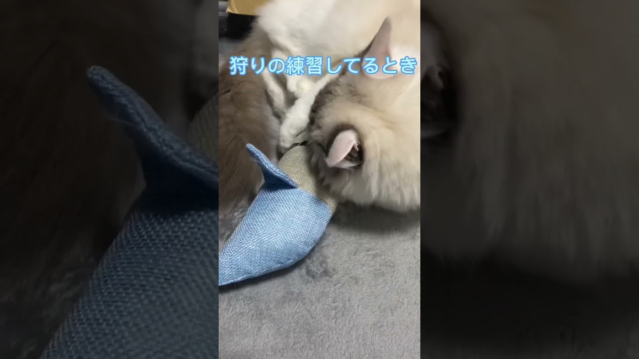 猫が「けりけり」する理由 #shorts #ラグドール #猫