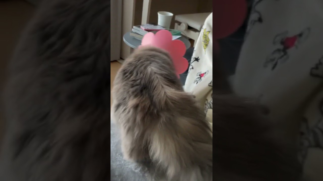 避妊手術後カラーに慣れたラガマフィン　#ラガマフィン #猫のいる暮らし #子猫動画