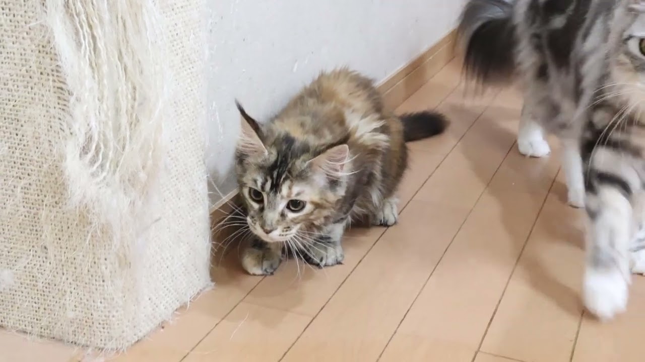 元気なメインクーン子猫イドウナちゃん