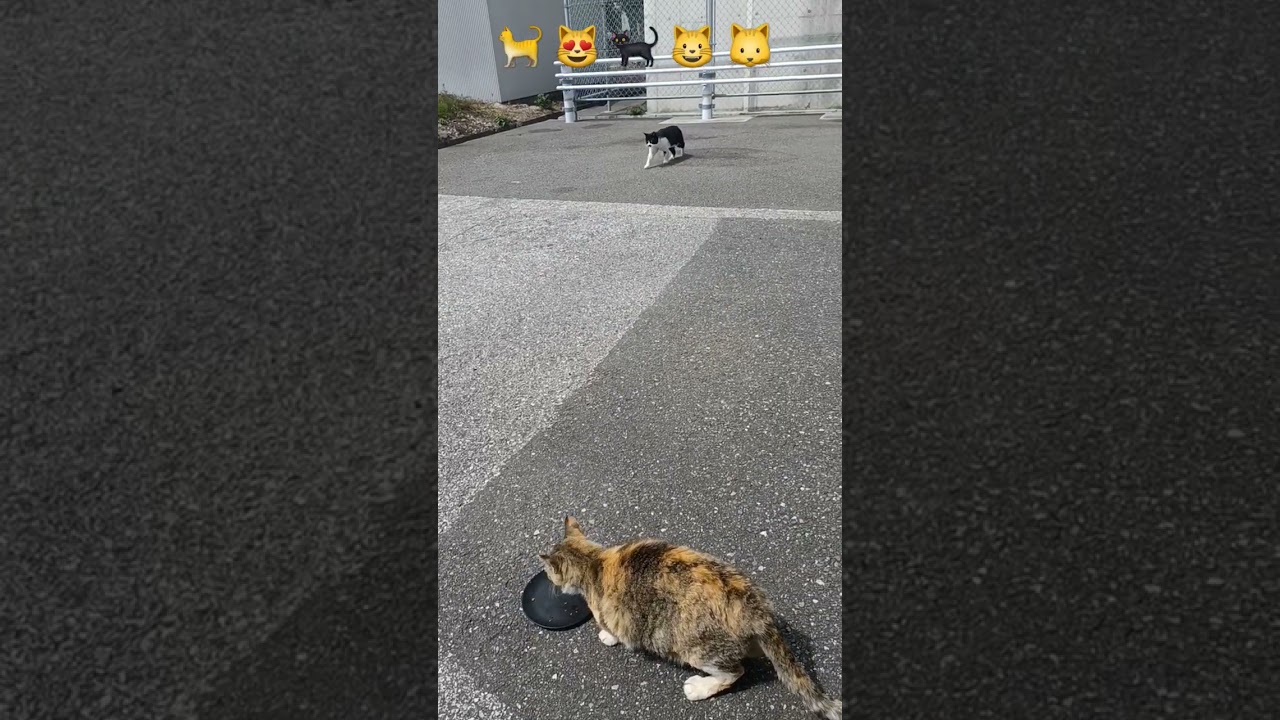 feeding cute streetcats in kochi Shi,japan part-15 #日本 #猫 #地域猫 #ねこ動画 #かわいい猫 #cat #shorts #catlover
