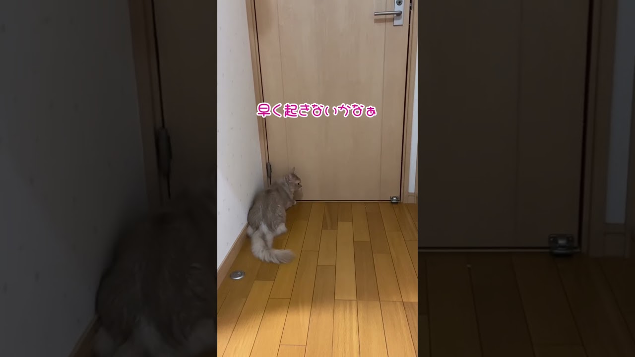 出待ち中#shorts #猫#ソマリ#キジトラ
